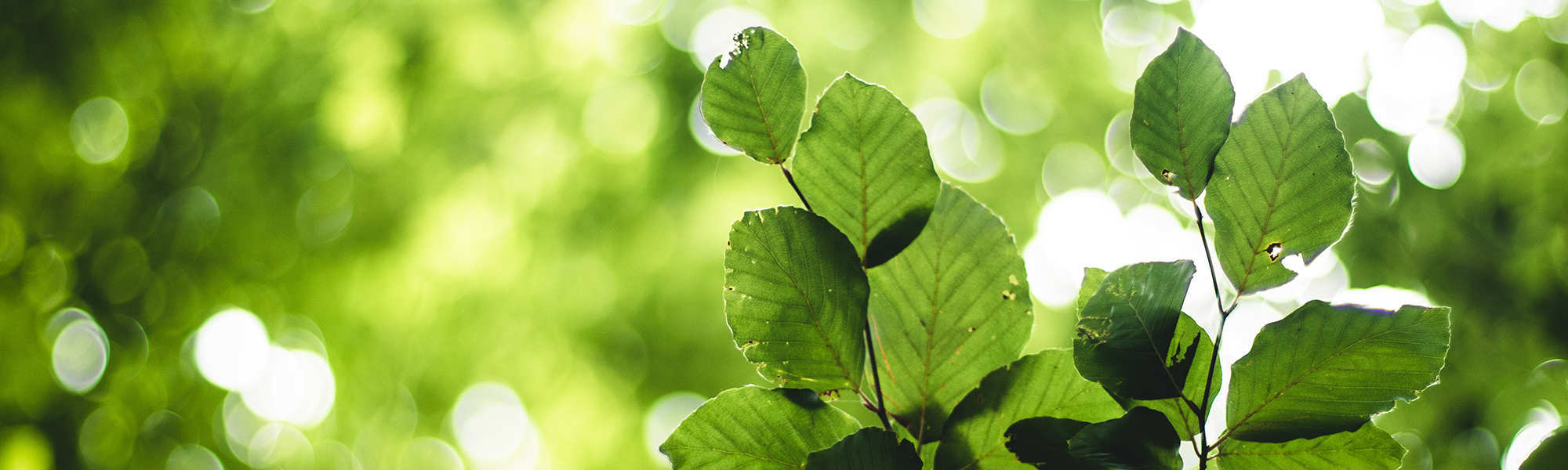 /storage/photos/1/BANNER HEADER ORGONITE/sdfsddsffsdsfd(FILEminimizer).jpg